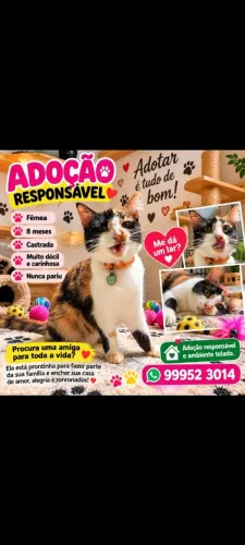 Adoção de linda e carinhosa gatinha castrada.