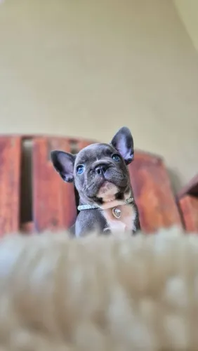 Buldogue Francês, Alto padrão (pedigree CBKC)