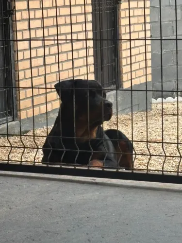 Rottweiler macho 