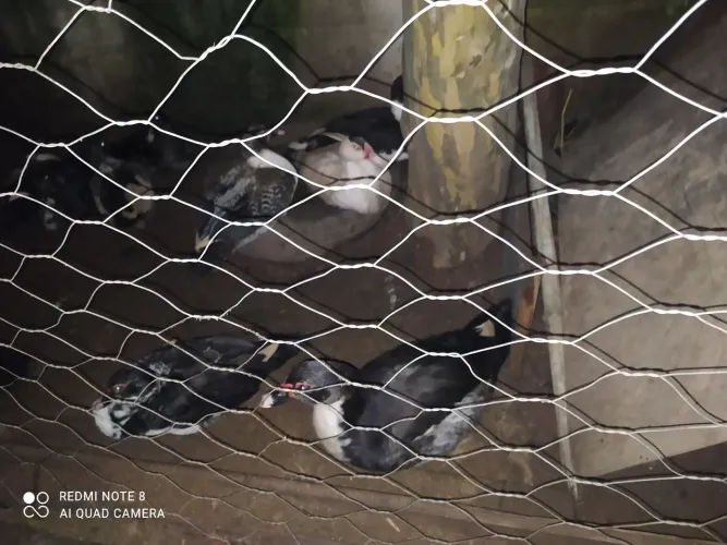 Vendo patos e franguinhos