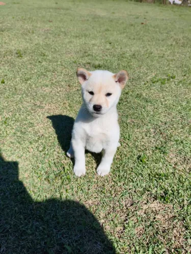 Shiba inu disponíveis para entrega 