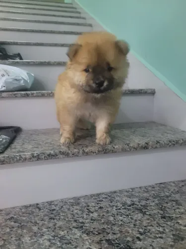 Filhote de chow chow