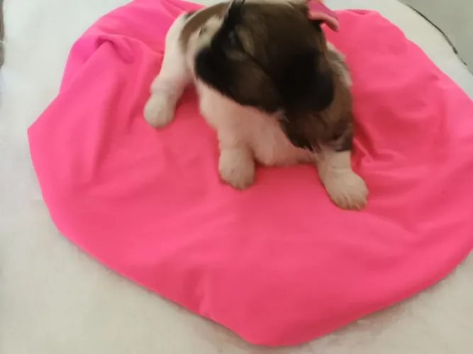 Cachorro shitzu lindíssimos
