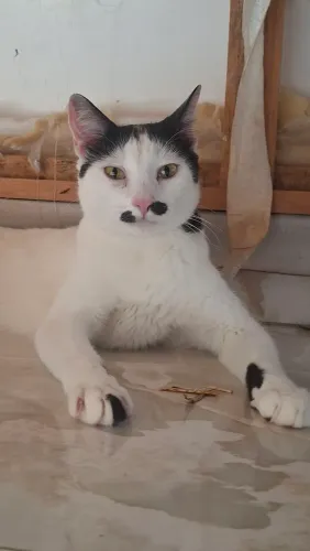 Doação de Gato Macho castrados super dócil