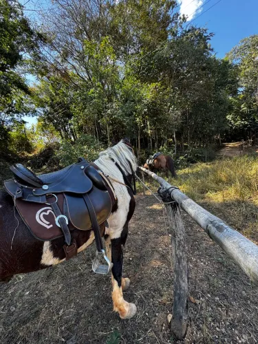 Carreto de cavalo