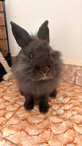 Coelho mini lion