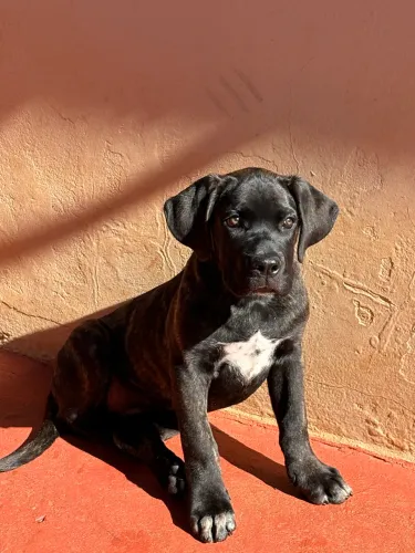 Cane Corso Italiano 