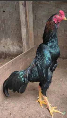 Frangos de Raça
