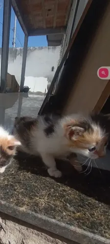 Dia se gatinhos
