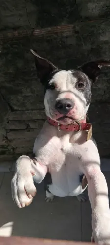Adoção responsável Amstaff fêmea filhote