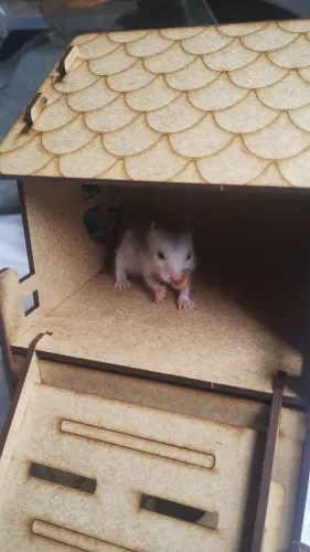 Dois filhotes de hamsters por 100$