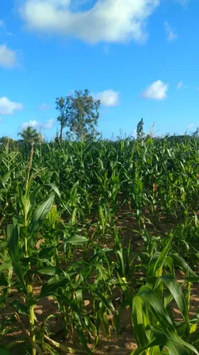 Sítio de cajueiro em ceará Mirim