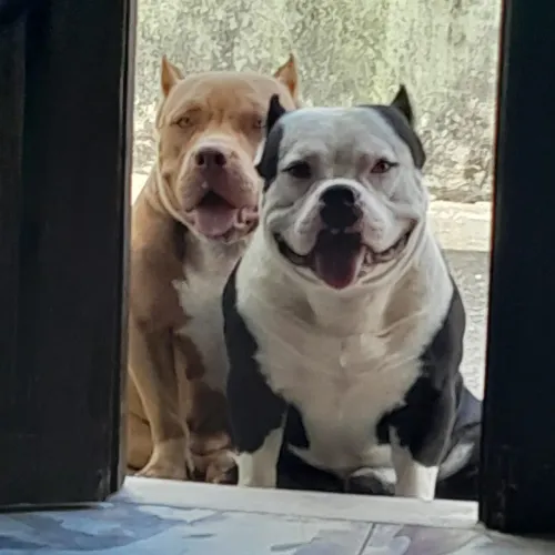 Vendo American Bully com Monster valor 1.800