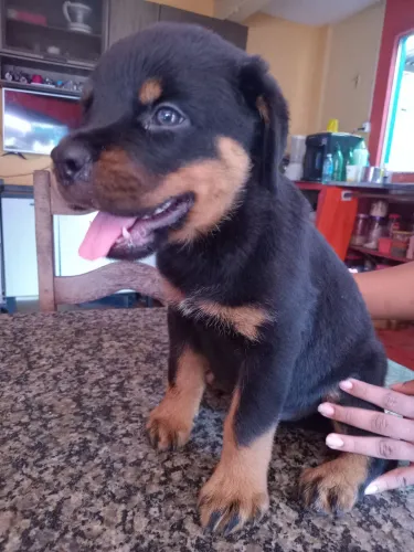 Venda de filhotes de Rottweiler