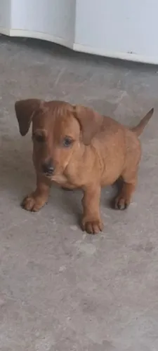 Doação  de  filhos ? 