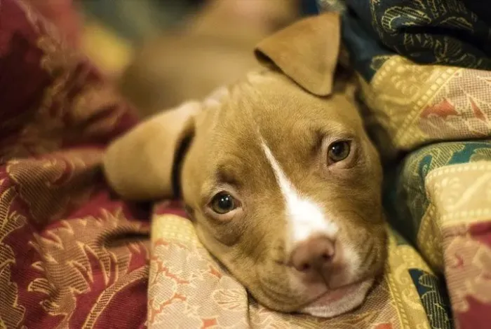 pitbull filhote