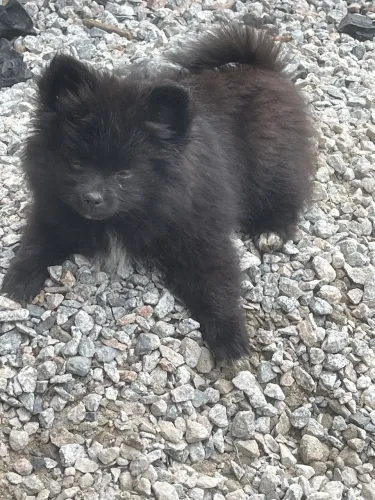 Lulu da pomerania fêmea