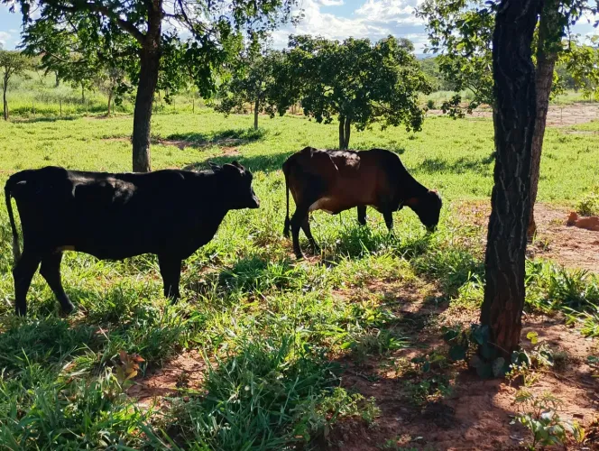 Vacas girolandas
