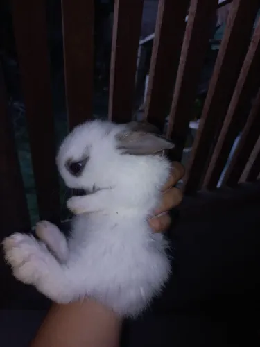 Coelhos Filhotes Comuns e Raciados