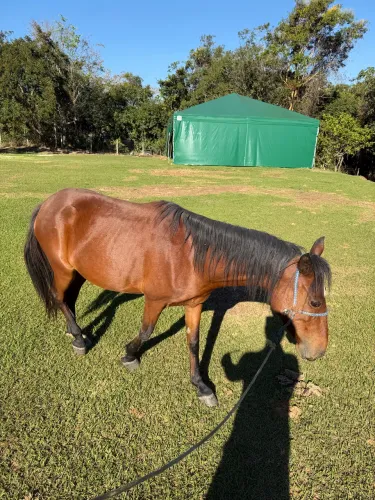 Cavalo Égua e Potra