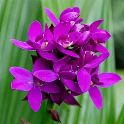 Orquídea terrestre cheiro de uva