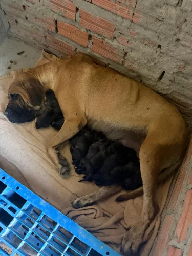 Filhotes de fila na cor tigrada tenho macho e fêmeas .
