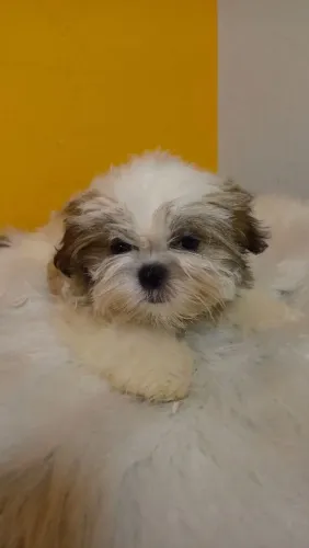 Filhote de shih tzu