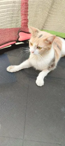 Gatas fêmeas castradas para doação 