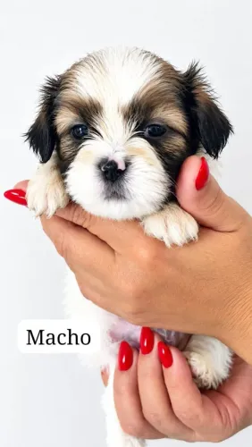 Lhasa Apso Puro Filhotes 