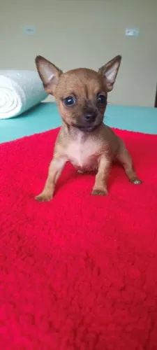 Pinscher machinho zero