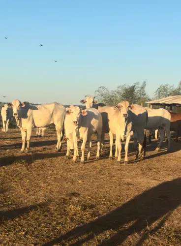 Lote de novilhas a venda