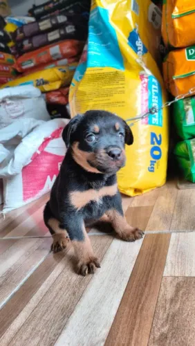 Linda Rottweiler Fêmea 45 dias 