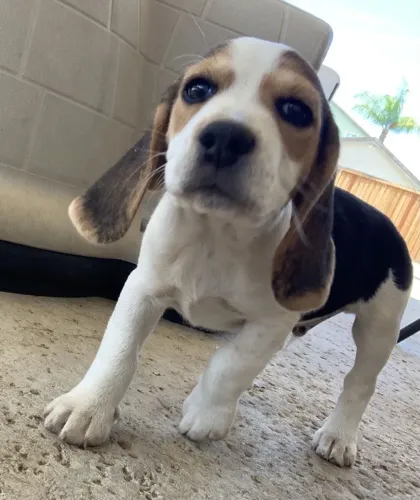 Beagle a venda