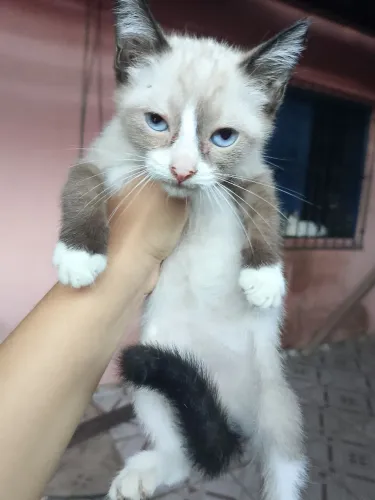 Adoção de gatinhos