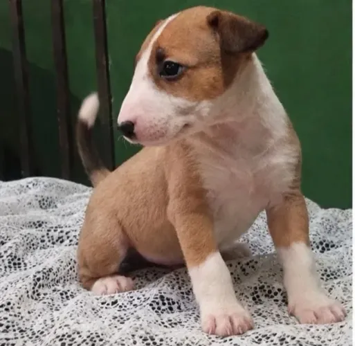 Bull Terrier Caramelo Fulvo Laranja Marrom Macho Down Face