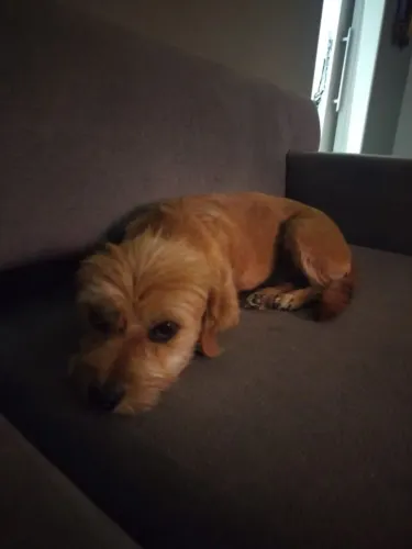 Doação de cachorrinha