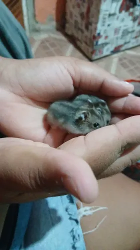 Casal de Hamster