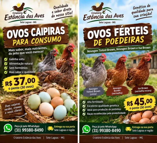 Ovos Caipira Férteis