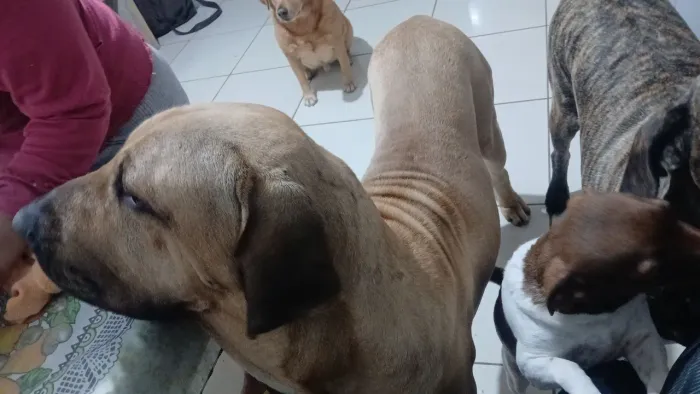 Fila brasileiro