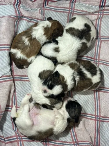 Shih-tzu 