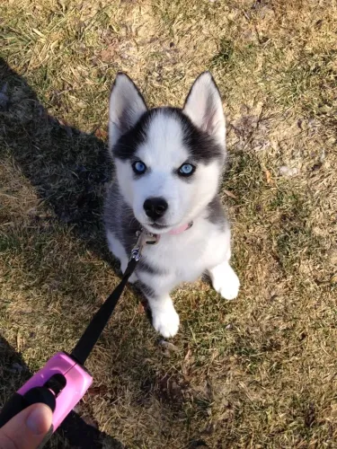 Husky Siberiano - Esse Filhote Está Chamando Atenção De Muitos Olhares