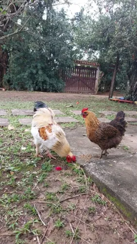 Vendo galinha caipira