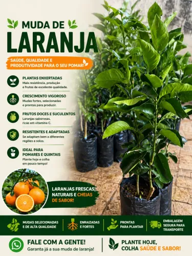 Mudas Enxertadas- Laranja de umbigo 