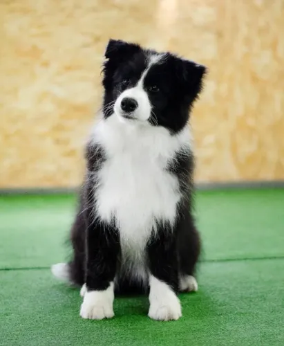 Filhotes de Border Collie | Alegria em cada brincadeira.