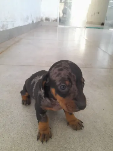 Dachshund salsichinha cofap basset