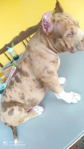 ? ATENA | BRAZILIAN BULL LILAC MERLE ?