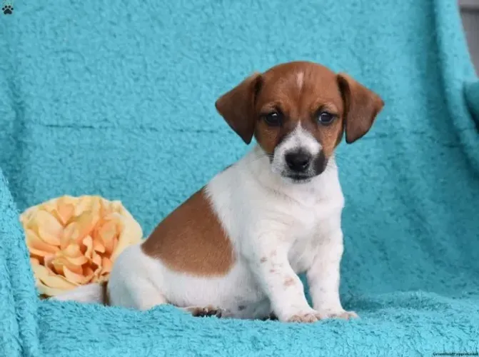 ?Filhotes de Jack Russell esperando por você?