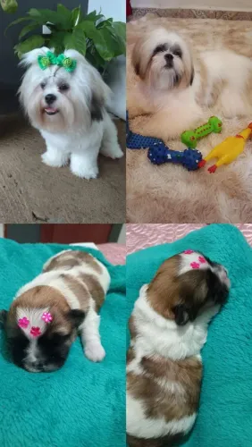Cachorro 