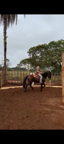 Cavalo