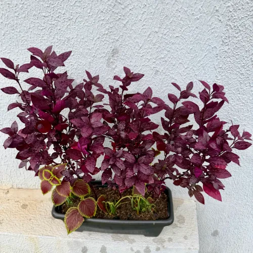 PLANTAS EM JARDINEIRA